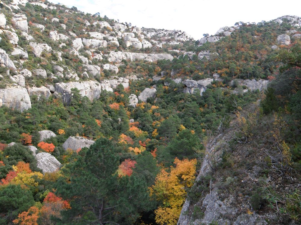 Ser bosc. Presència i calma