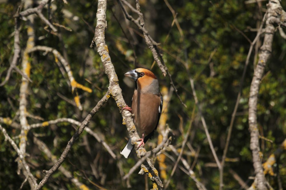 Ocells del bosc de ribera