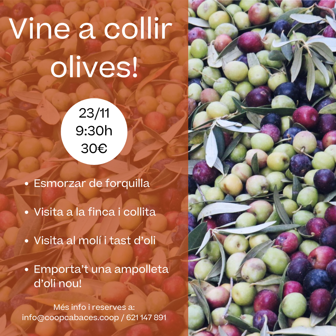 Vine a collir olives! Esmorzar de forquilla + visita a la finca + visita al molí