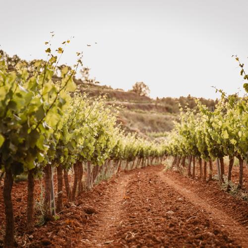 Els orígens del Celler Masroig