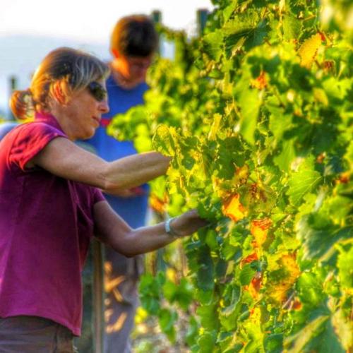 Green-pruning vineyards and paella in Priorat! 6 and 7 June, 2024