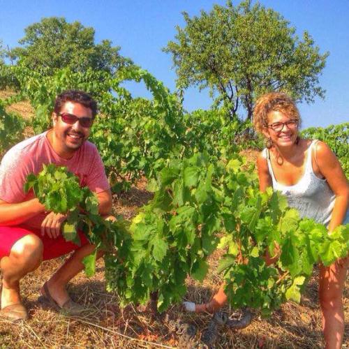 Green-pruning vineyards and paella in Priorat! 6 and 7 June, 2024